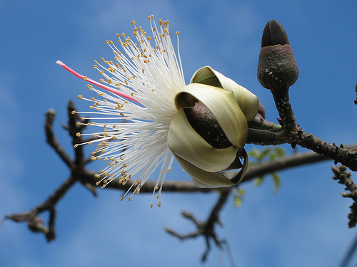 Pseudobombax ellipticum